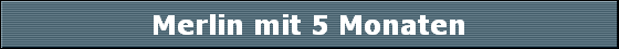 Merlin mit 5 Monaten