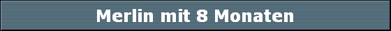 Merlin mit 8 Monaten