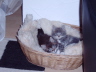 Theo & Shennah