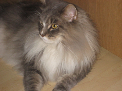 Theo