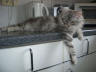 Balu 013