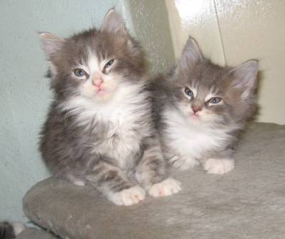 Cayenne & Carlos