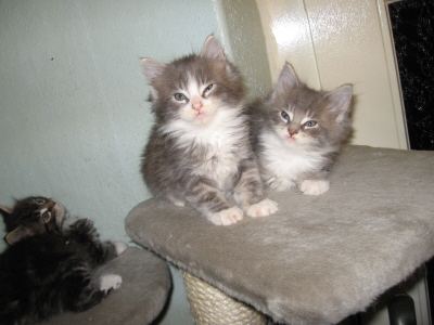 Cayenne & Carlos