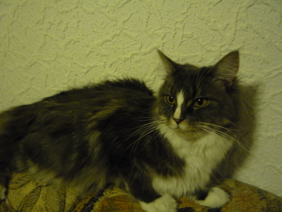 Chenoa (14)