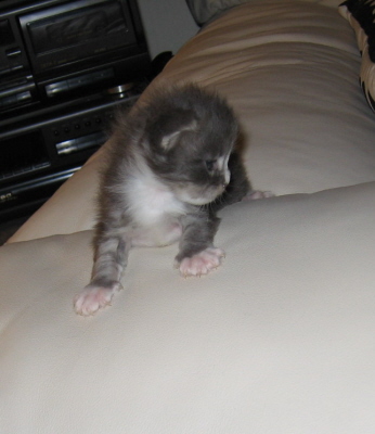 Chenoa (1)