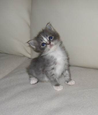 Chenoa (3)