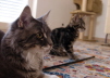 Emily & Clooney 013