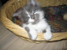 Filou 002