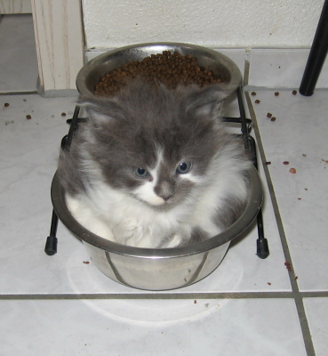 Filou 004