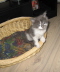 Filou 009