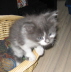 Filou 010