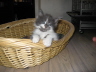 Filou 013