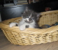 Filou 015