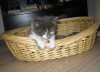 Filou 016