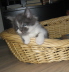 Filou 017