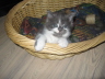 Filou 018