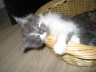 Filou 019