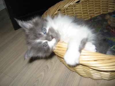 Filou 019