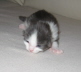 Gismo 01