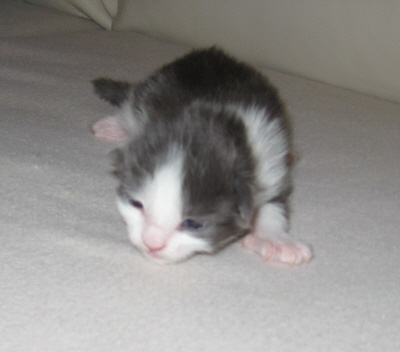 Gismo 01