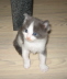 Gismo 01 (10)