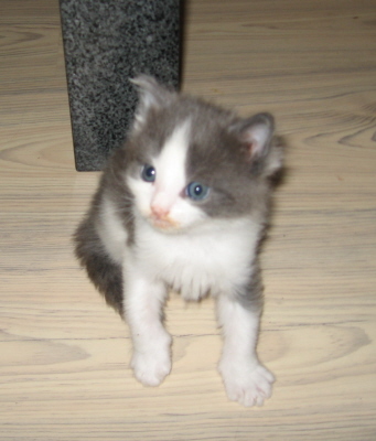 Gismo 01 (10)