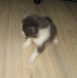 Gismo 01 (11)