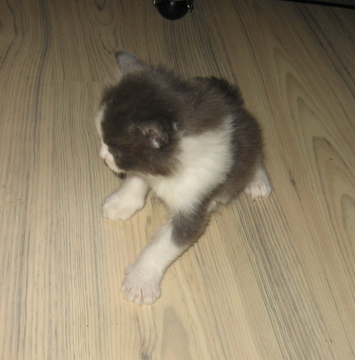 Gismo 01 (11)