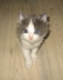 Gismo 01 (12)