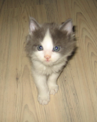 Gismo 01 (12)