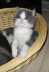 Gismo 01 (13)