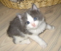 Gismo 01 (14)