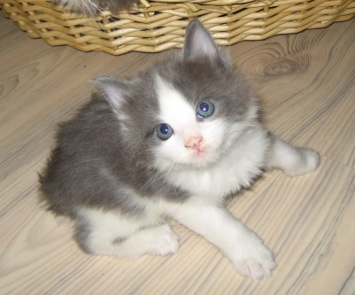 Gismo 01 (14)