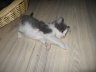 Gismo 01 (15)