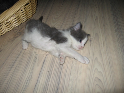 Gismo 01 (15)