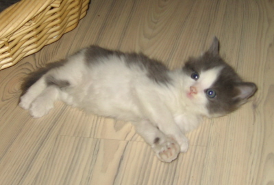 Gismo 01 (16)