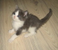 Gismo 01 (17)