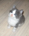 Gismo 01 (18)