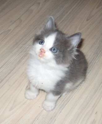 Gismo 01 (18)