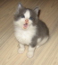 Gismo 01 (19)