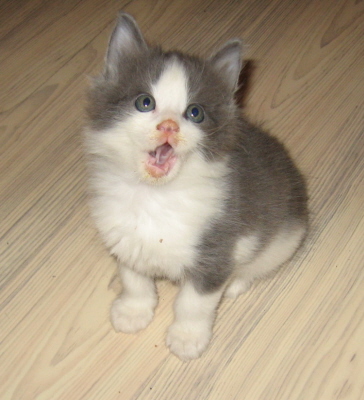 Gismo 01 (19)