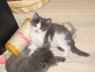 Gismo 01 (1)