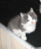 Gismo 01 (20)
