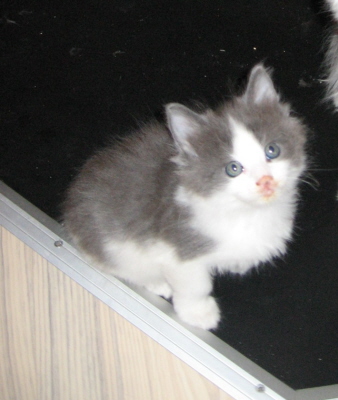 Gismo 01 (20)