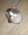 Gismo 01 (21)