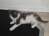 Gismo 01 (22)