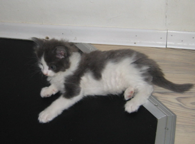 Gismo 01 (22)