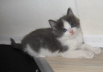 Gismo 01 (23)