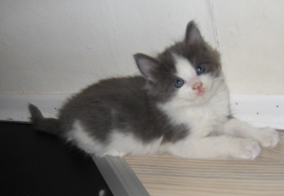 Gismo 01 (23)