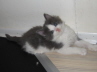 Gismo 01 (24)